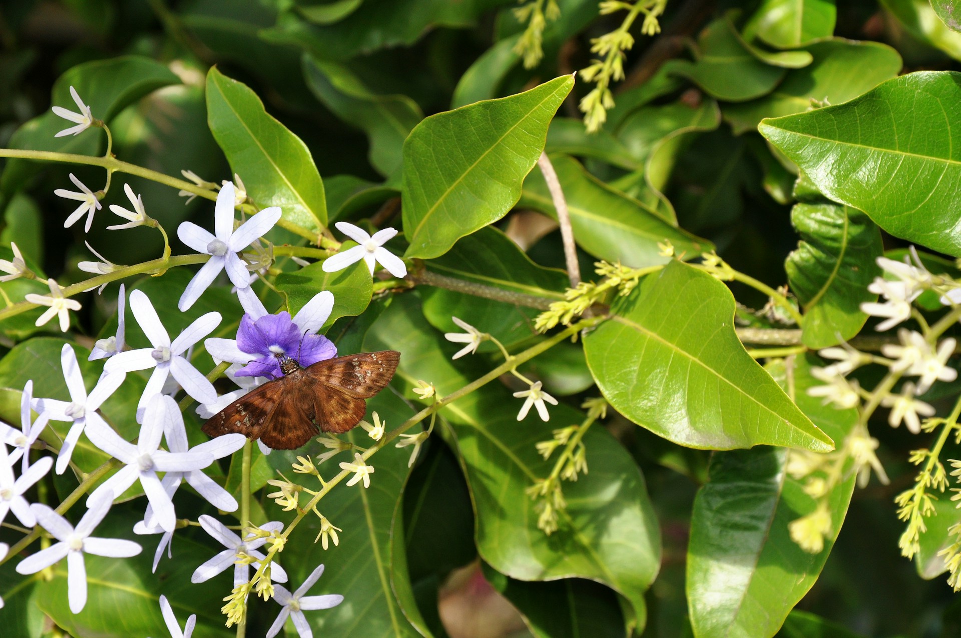 a butterfly sitting on a white and purple flower
