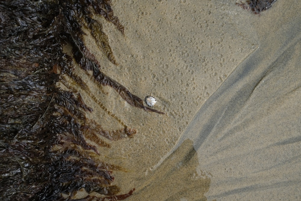 a beach covered in seaweed next to the ocean