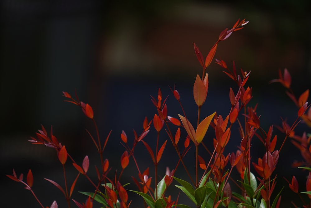 赤い花を咲かせる植物の接写