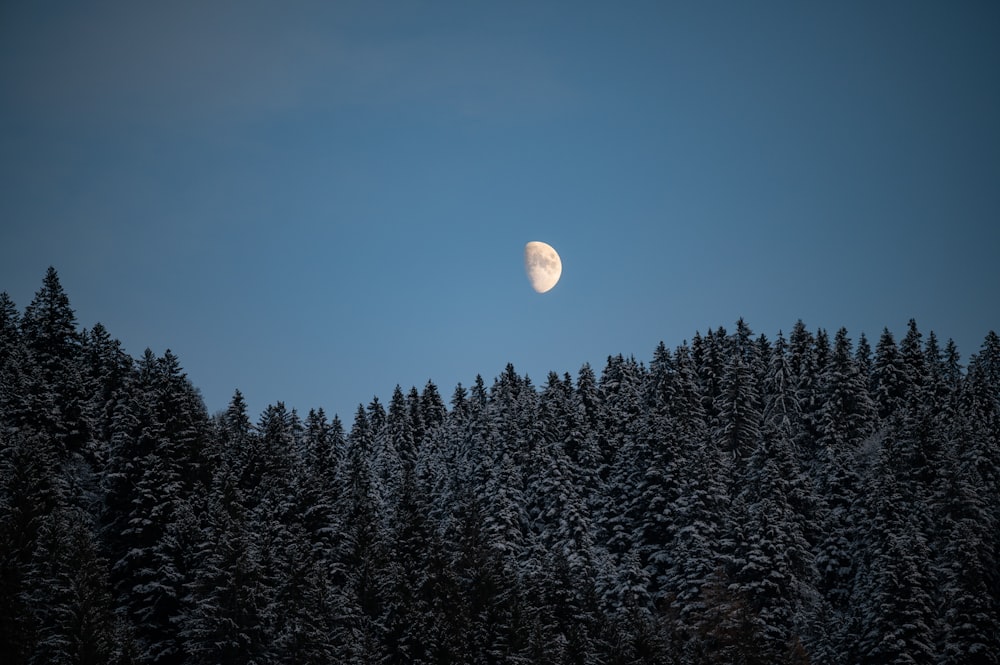 a full moon rising over a snowy forest