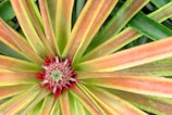 Close-up view of a pineapple plant, showing the center with developing fruit surrounded by long, pointed leaves that are yellowish-green with red hues towards the base.