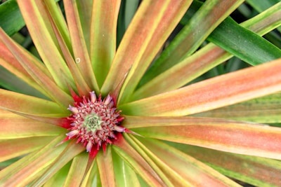 Close-up view of a pineapple plant, showing the center with developing fruit surrounded by long, pointed leaves that are yellowish-green with red hues towards the base.