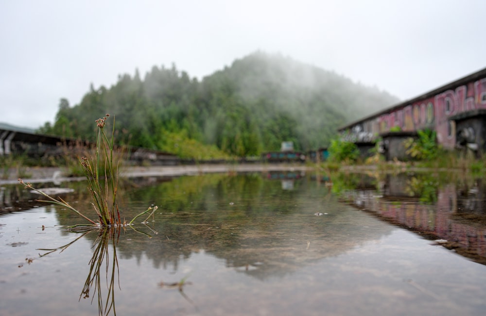 a body of water surrounded by a forest