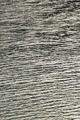 A serene photo of gentle water ripples reflecting soft natural light.