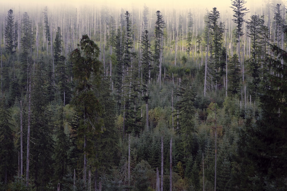 a forest filled with lots of tall trees