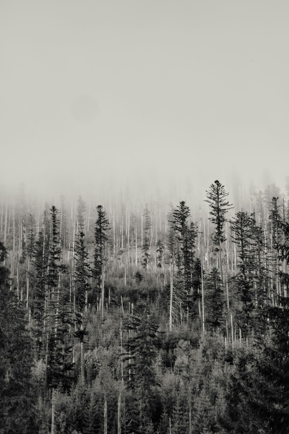 a black and white photo of a forest