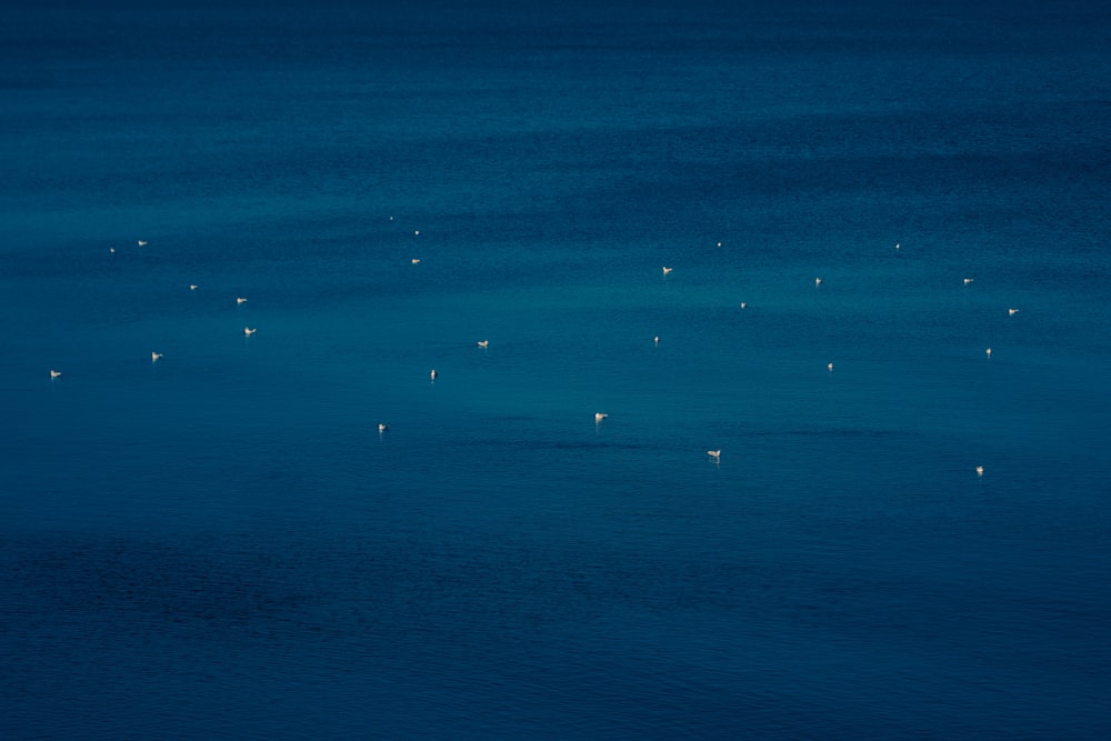 a flock of birds flying over a large body of water