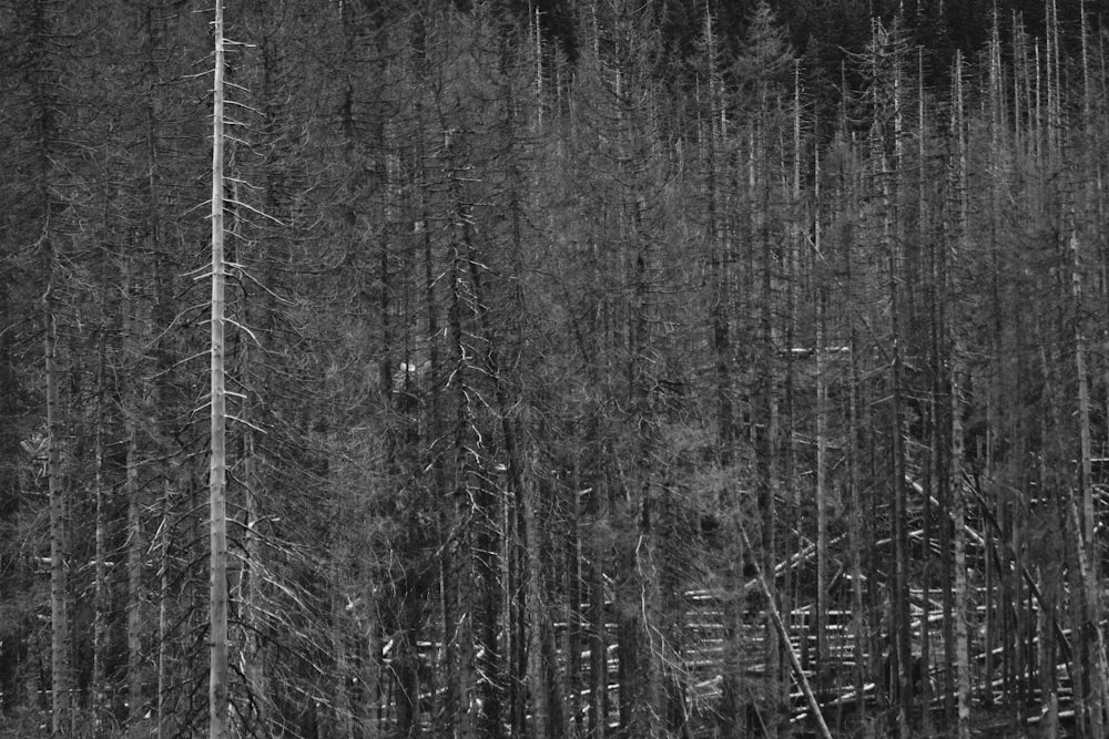 a black and white photo of a forest