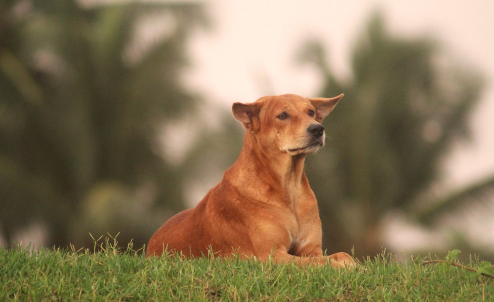 a brown dog sitting on top of a lush green field