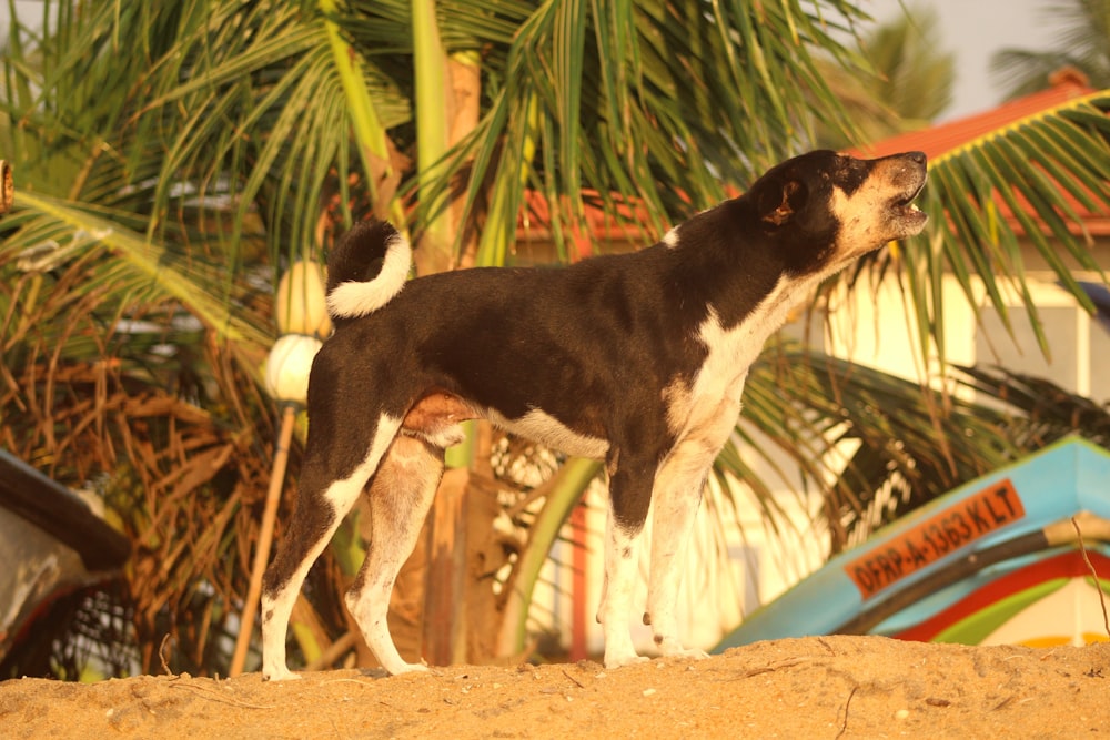 a black and white dog standing on top of a sandy beach