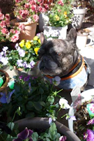 A small dog dressed in a colorful patchwork vest, sitting beside a bright yellow flower pot.
