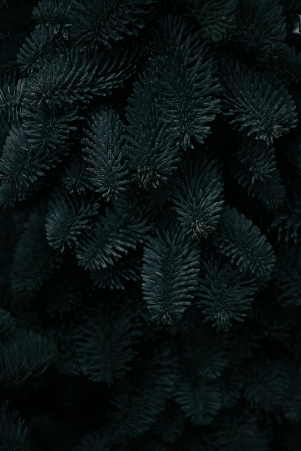 a close up of a black pine tree