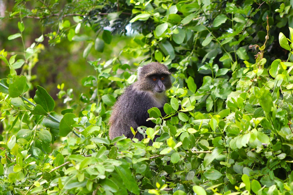 a monkey is sitting in the middle of a tree