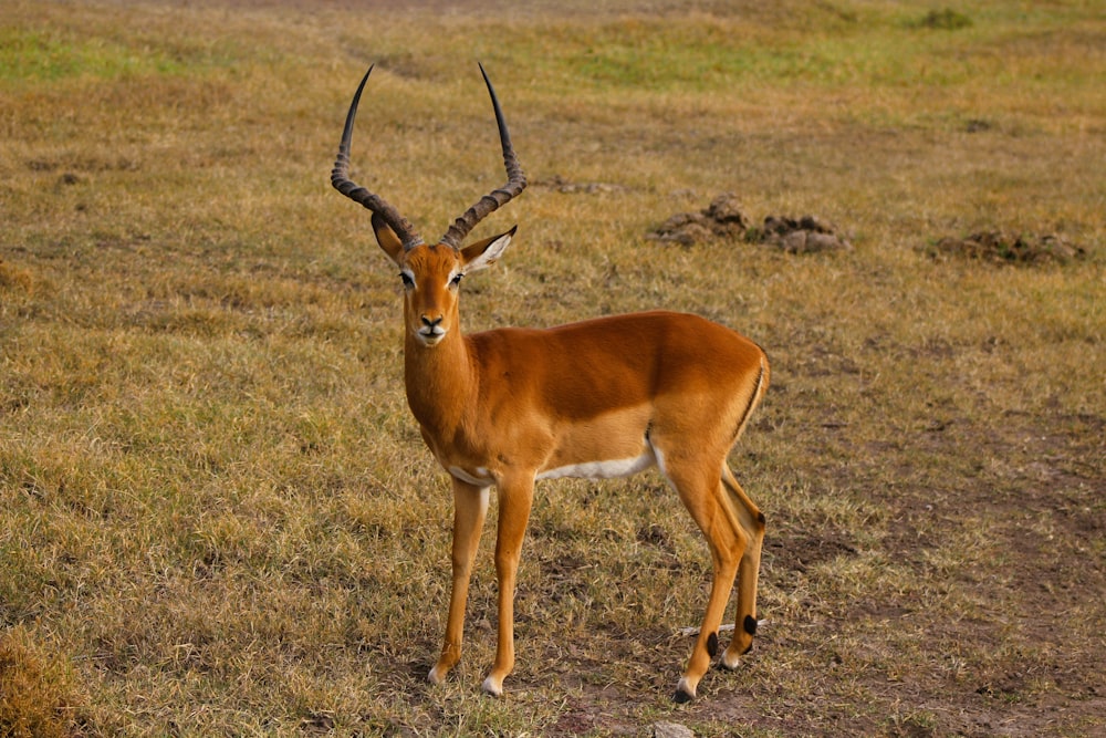 an antelope standing in a field of dry grass