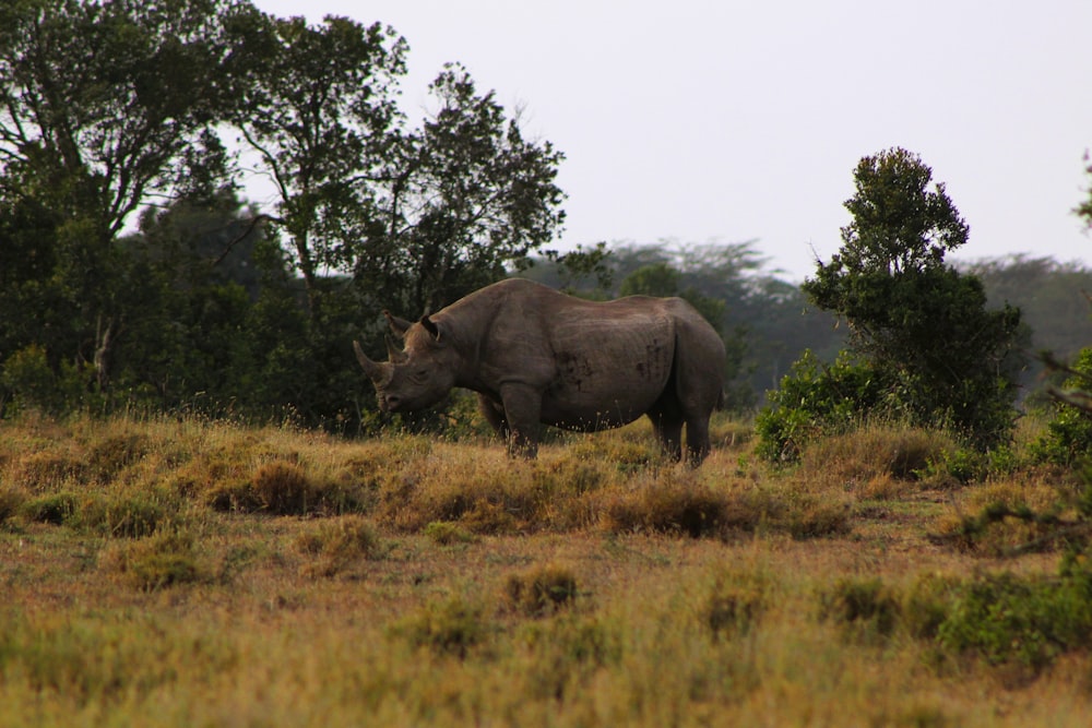 a rhino standing on top of a grass covered field