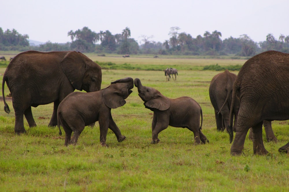 a herd of elephants walking across a lush green field