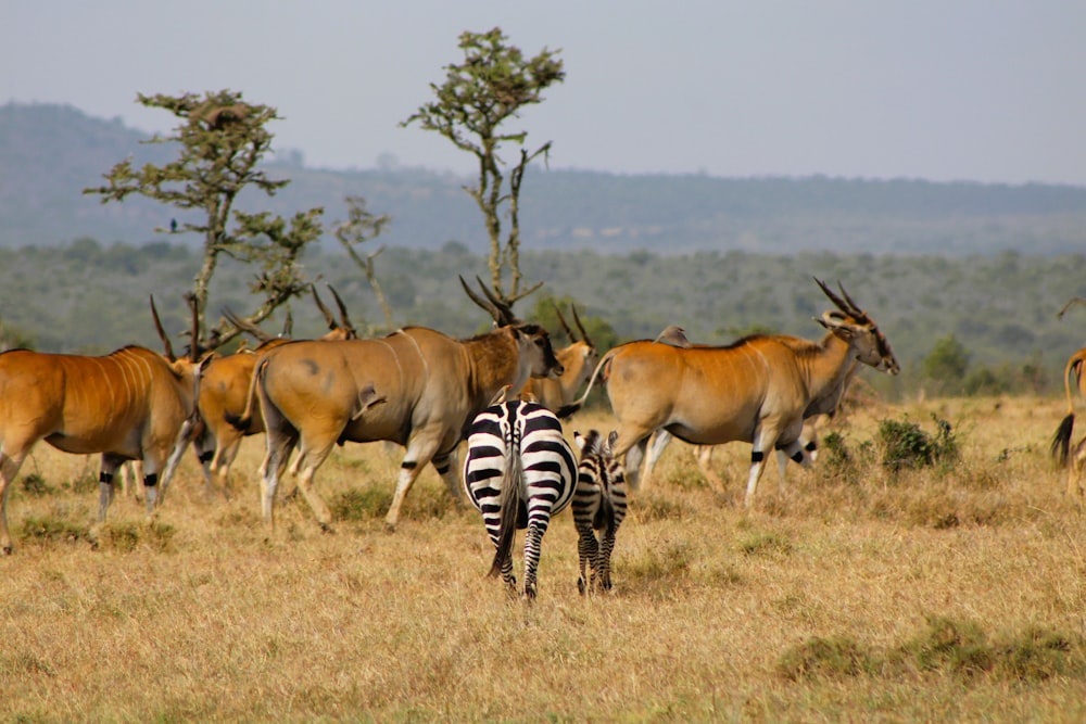 a herd of animals walking across a dry grass field