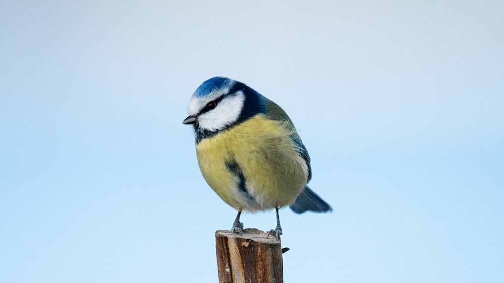 a blue and white bird sitting on top of a wooden post