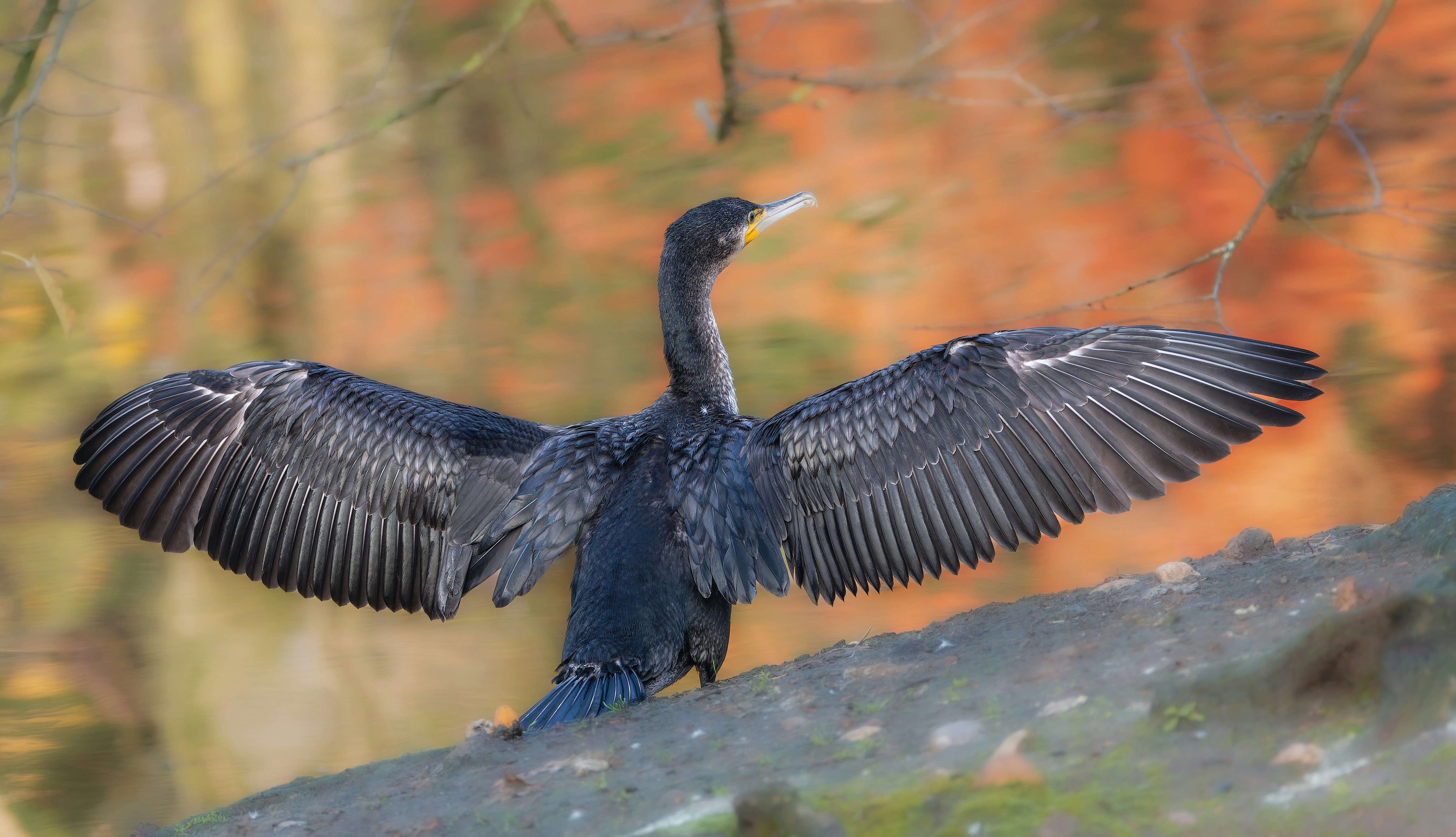 a bird with its wings spread on a tree branch
