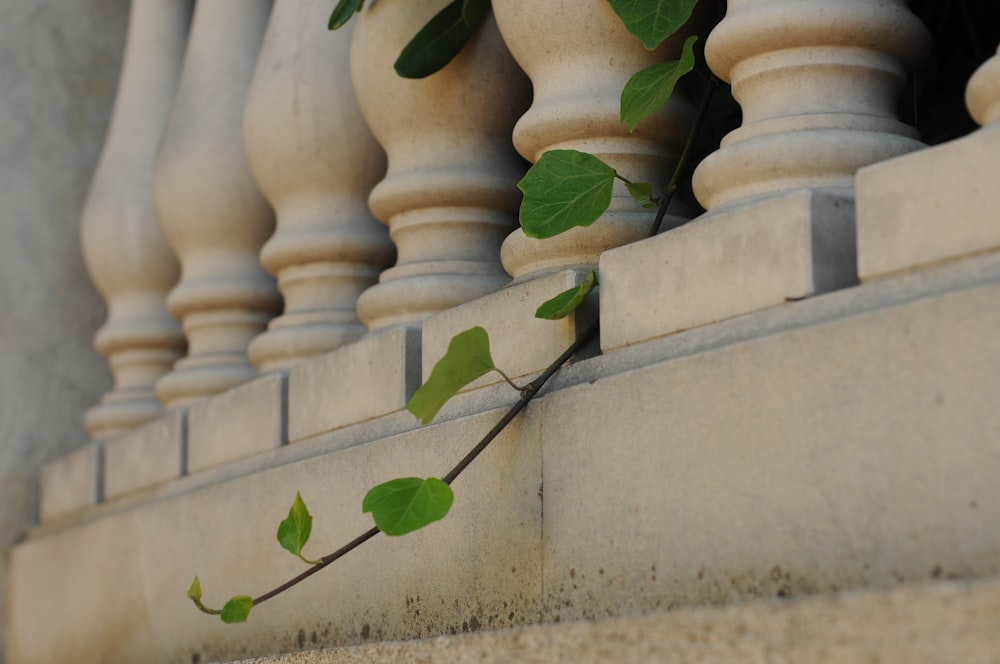 a plant is growing on the side of a building