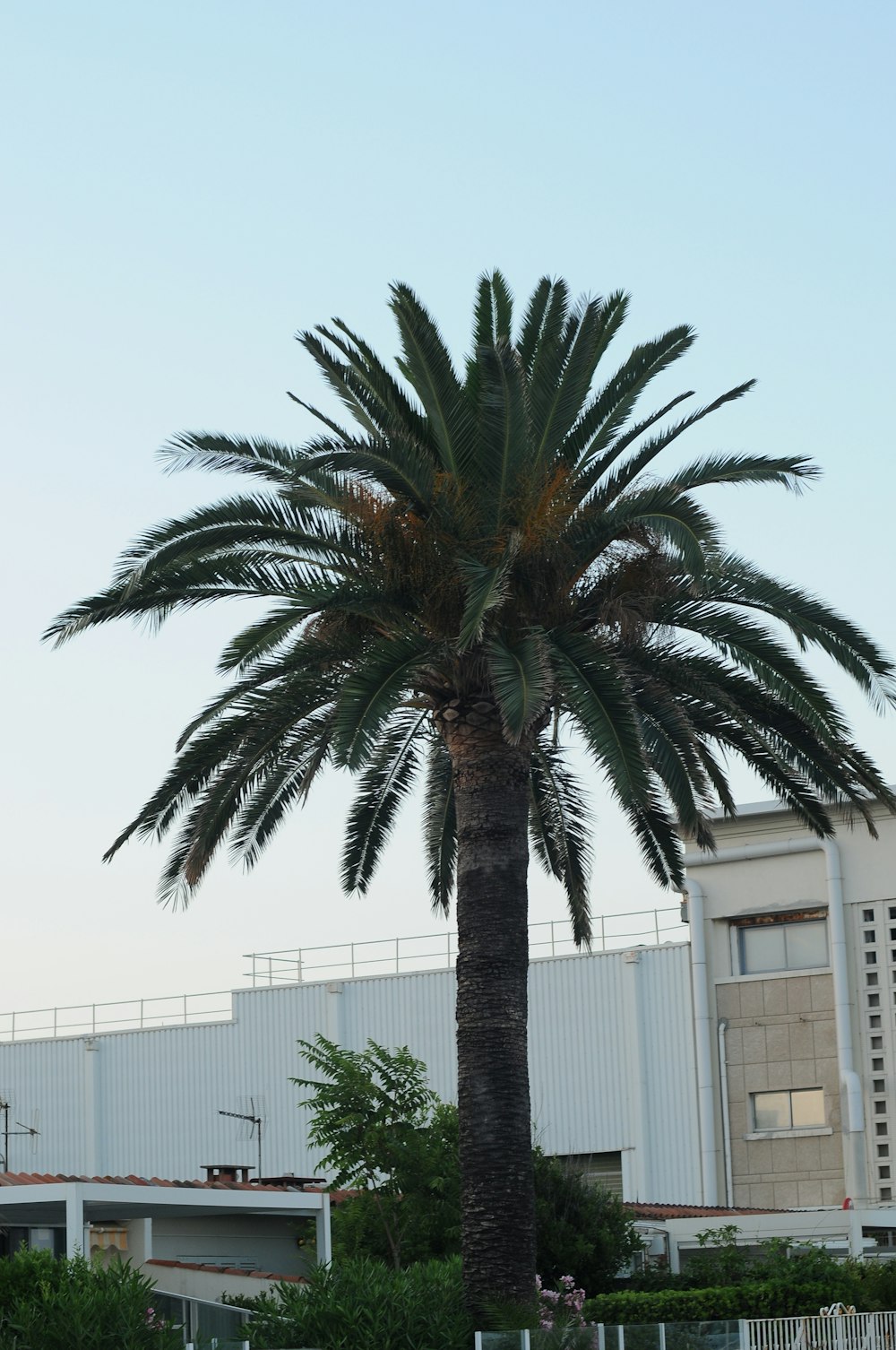 a palm tree in front of a building