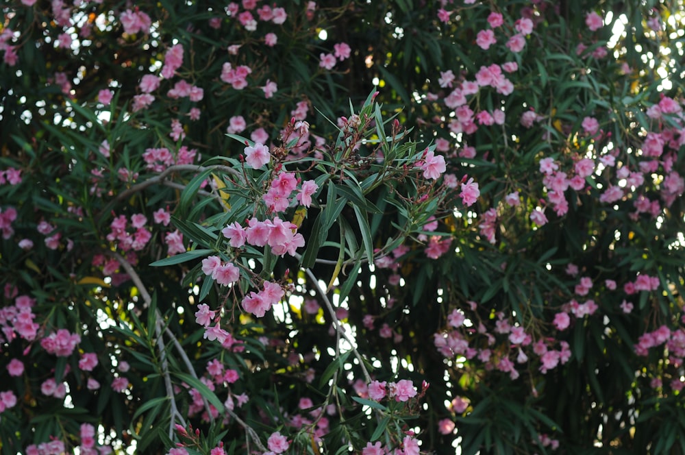 a bush with pink flowers and green leaves