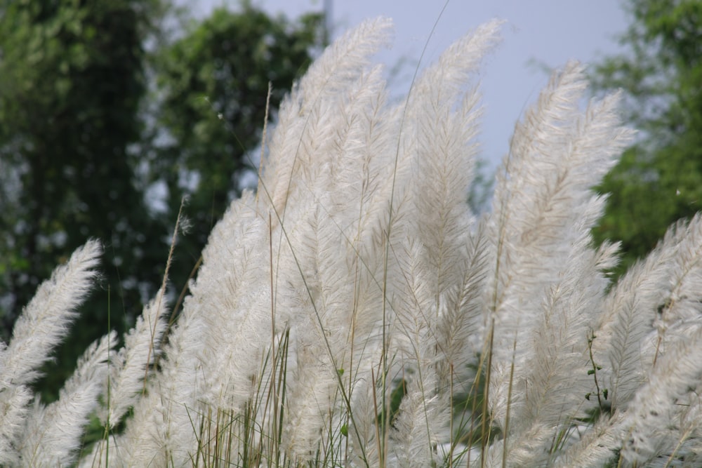 a bunch of tall white grass with trees in the background