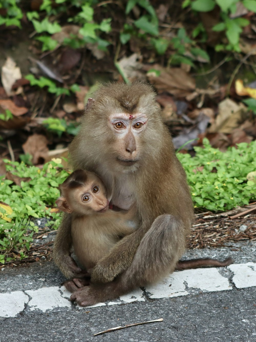 원숭이와 아기가 땅에 앉아 있습니다