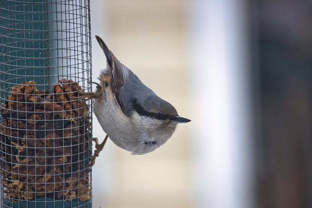 un uccello che mangia da una mangiatoia per uccelli