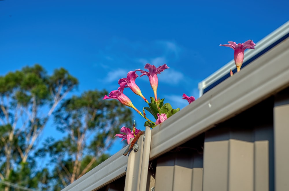 pink flowers growing out of the top of a fence