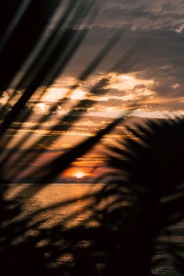 The image captures a vibrant sunset over a calm body of water, with dark silhouettes of palm leaves in the foreground adding depth and texture. The sky is filled with a mix of orange, yellow, and pink hues blending together, while clouds add dynamic contrast.