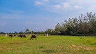 A panoramic view of a well-maintained buffalo farm with natural vegetation.