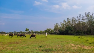 A pastoral scene with several buffalo grazing on a vast field of green grass. A person stands among the animals, overseeing them. The setting includes a backdrop of trees lining the right side and gently rolling hills in the distance under a clear blue sky.