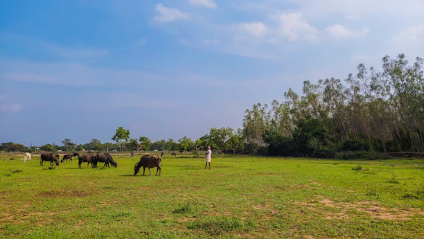 A farmer gently tending to a healthy buffalo amid lush green pastures.