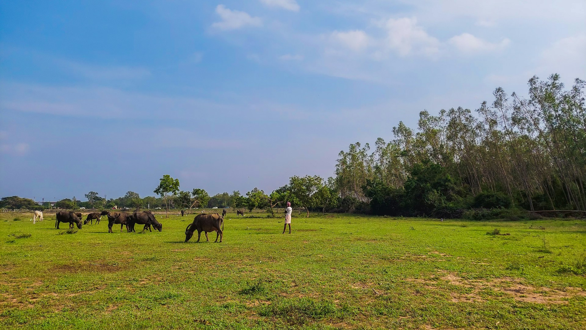 A panoramic view of the lush green pastures where our buffalo roam freely under a bright blue sky.