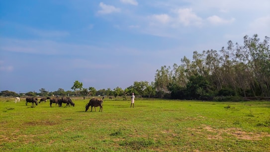 A pastoral scene with several buffalo grazing on a vast field of green grass. A person stands among the animals, overseeing them. The setting includes a backdrop of trees lining the right side and gently rolling hills in the distance under a clear blue sky.