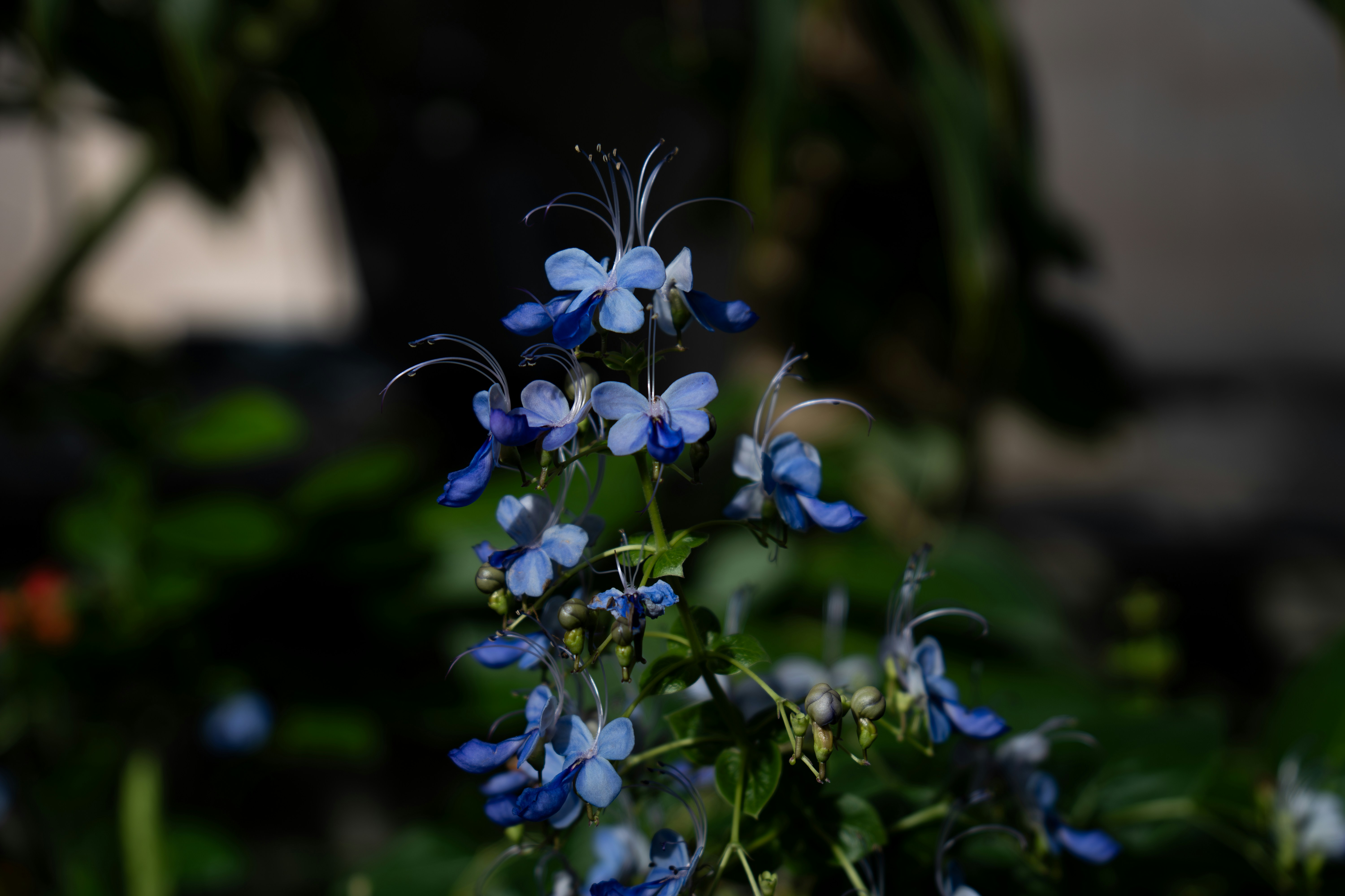 Photo by padraigoflannery