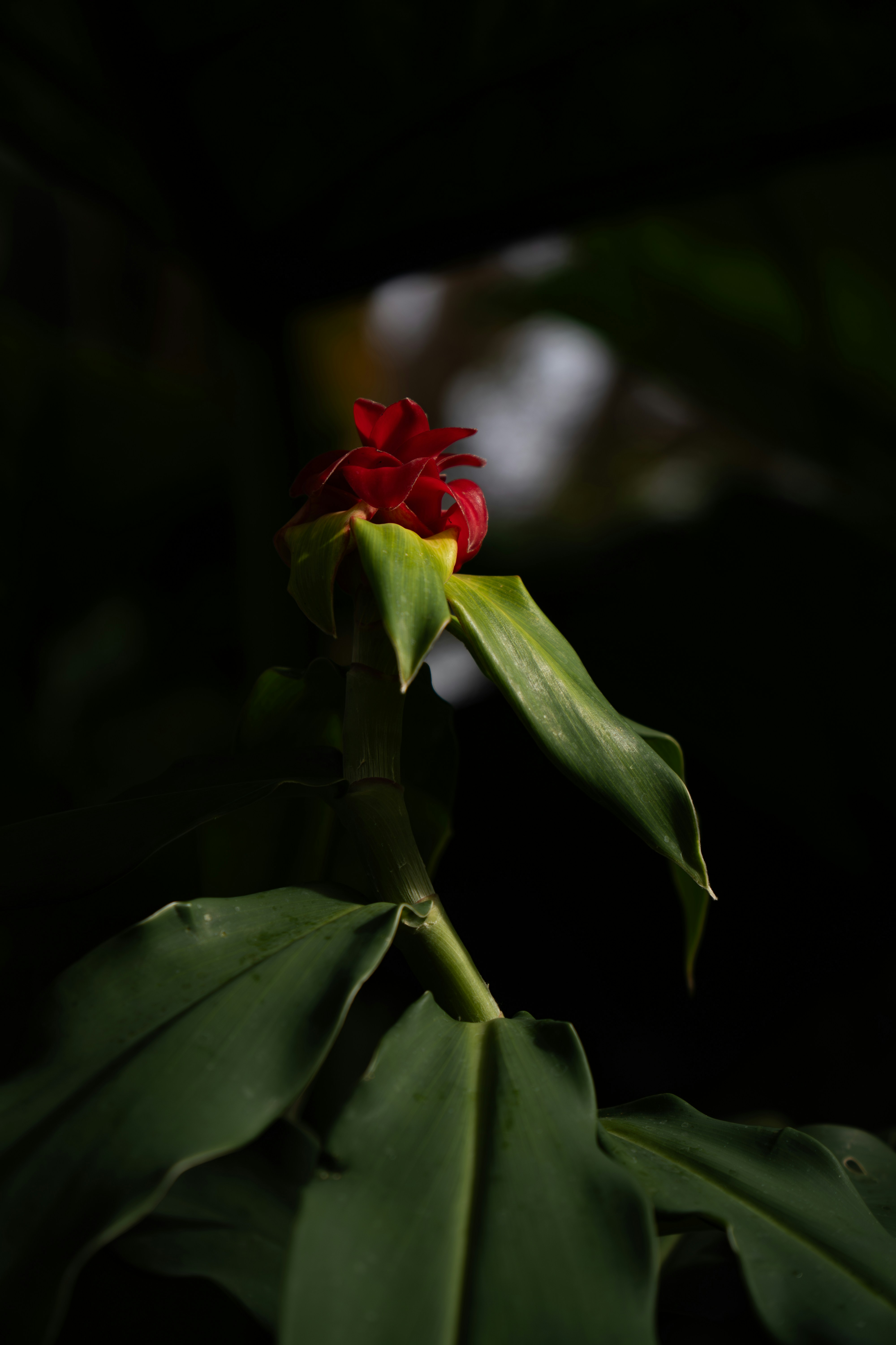 Photo by padraigoflannery