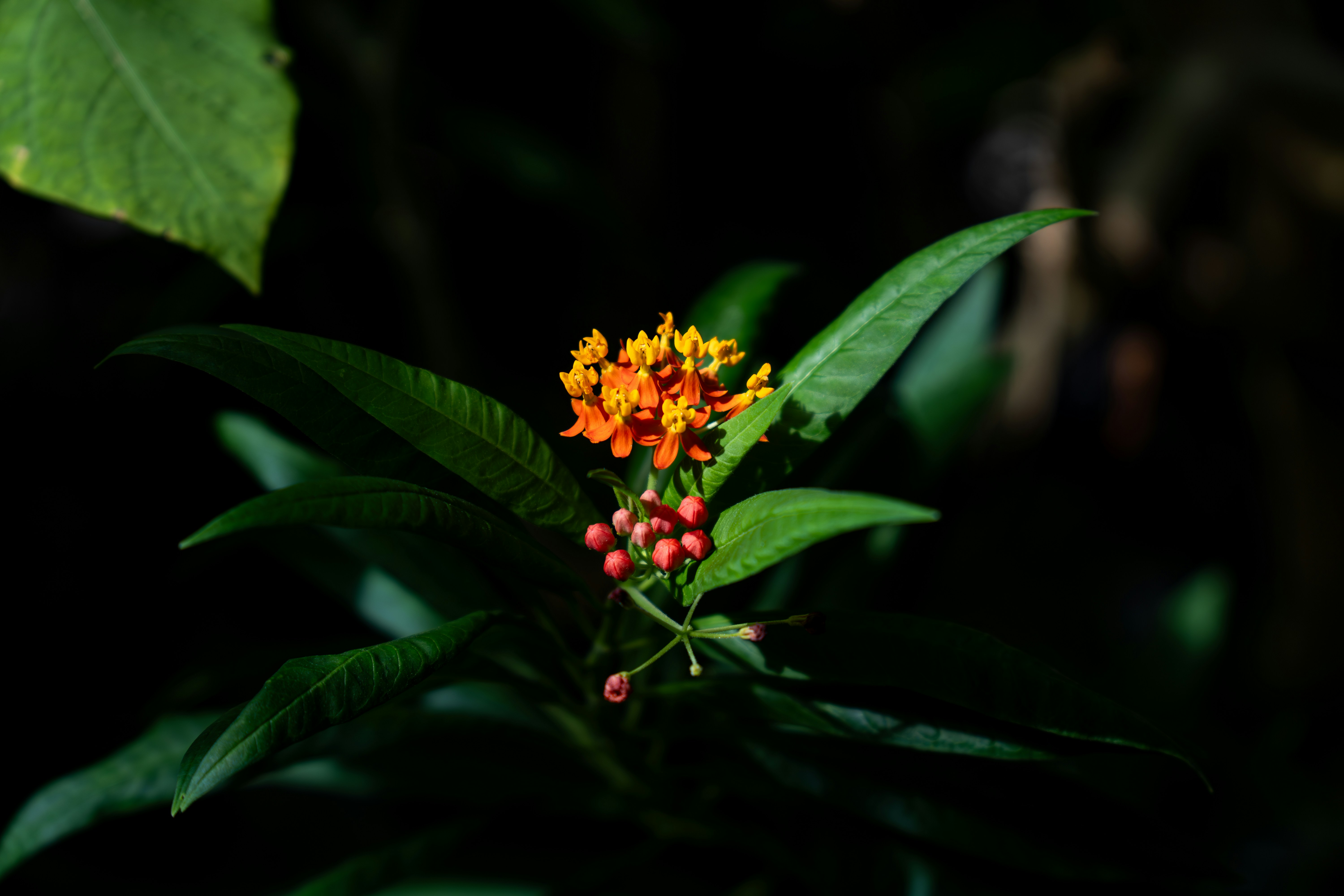 Photo by padraigoflannery