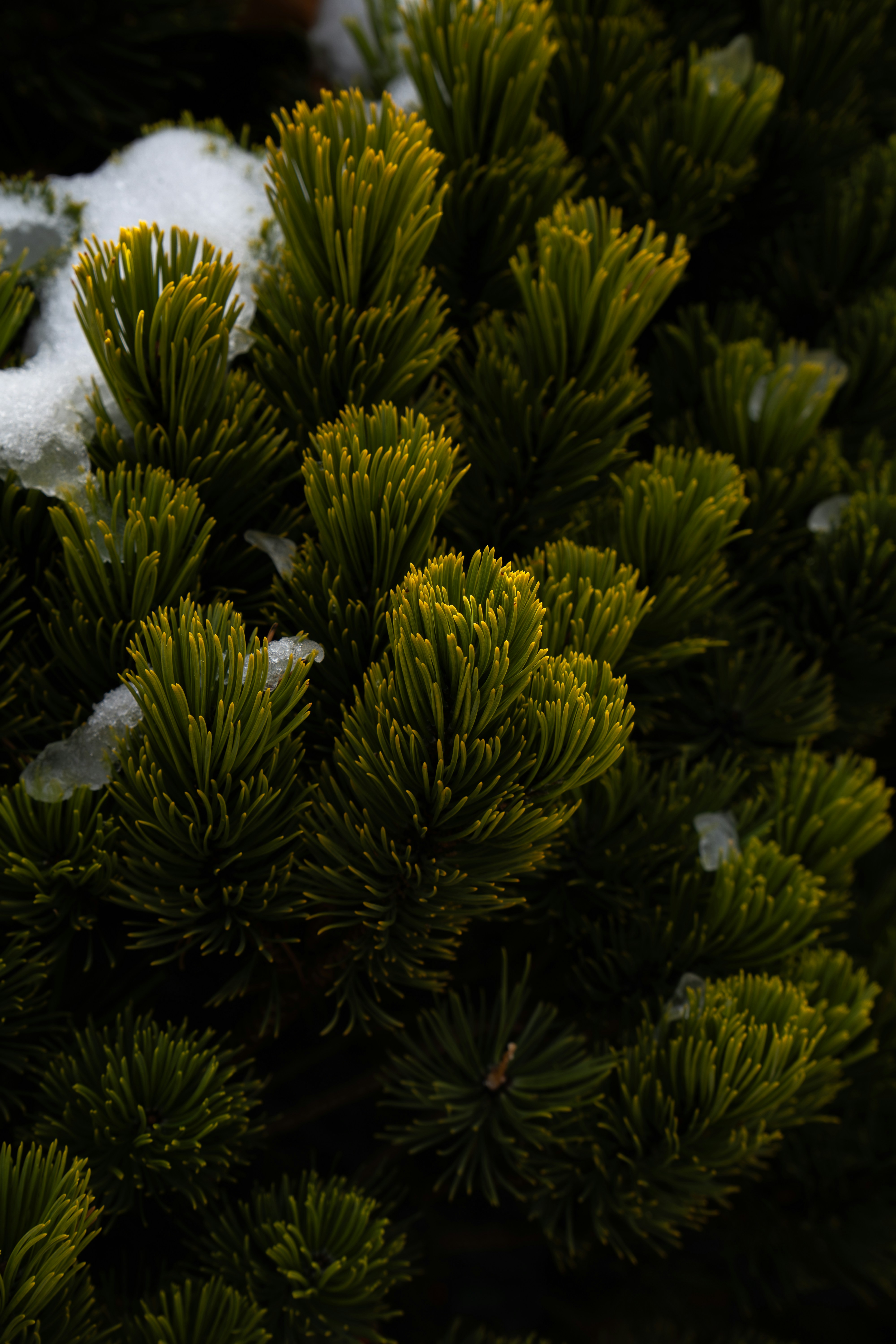 Photo by padraigoflannery