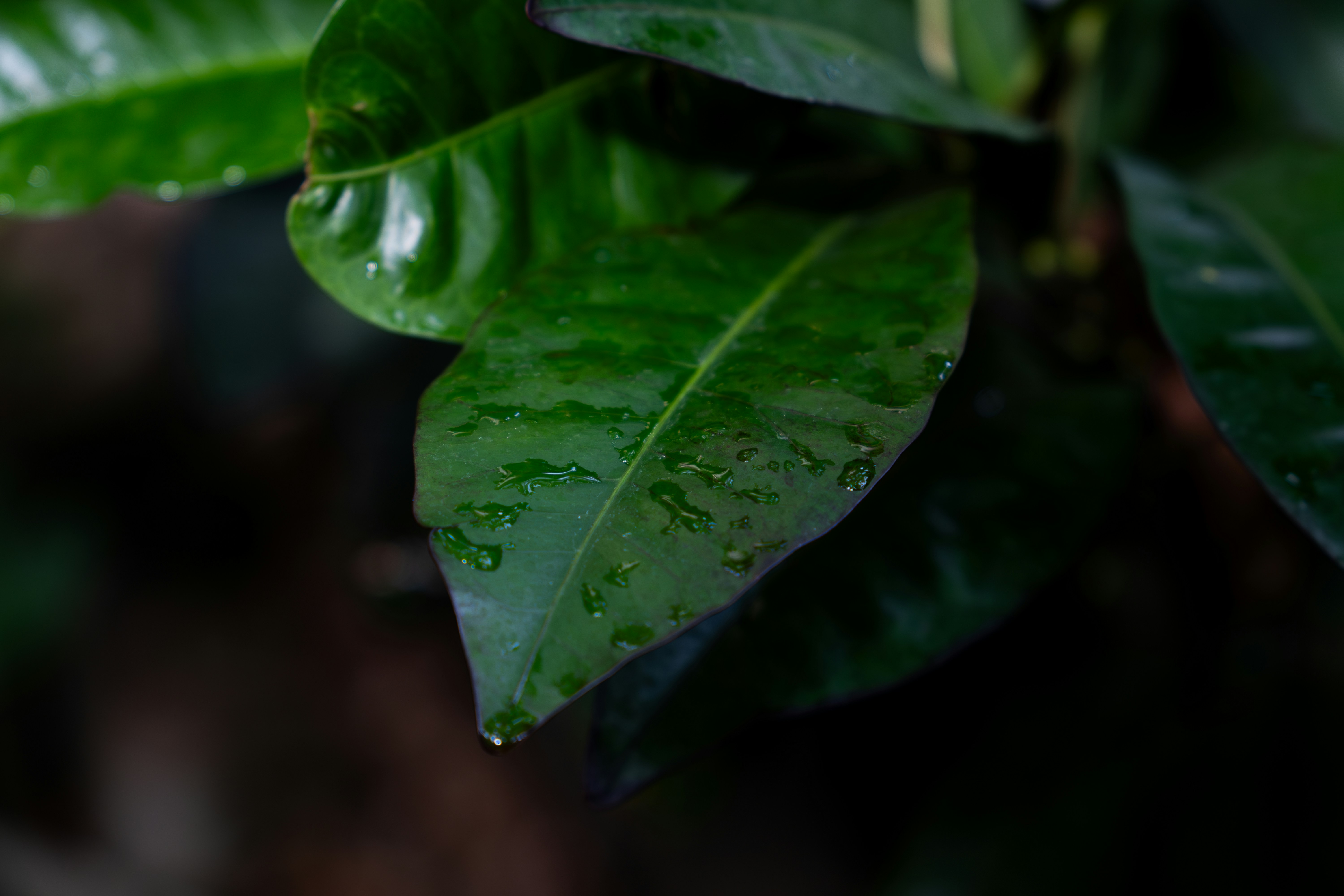 Photo by padraigoflannery