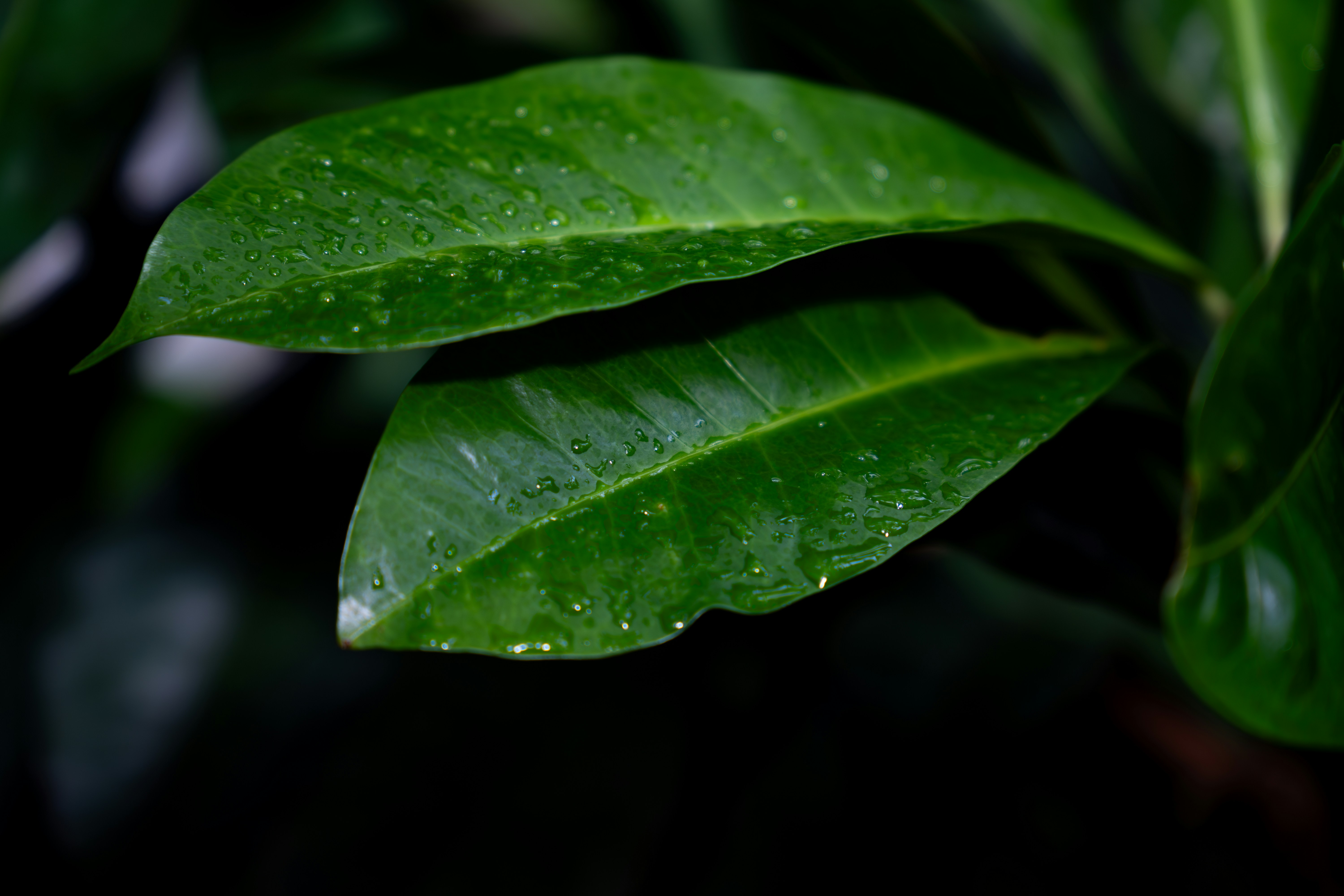 Photo by padraigoflannery