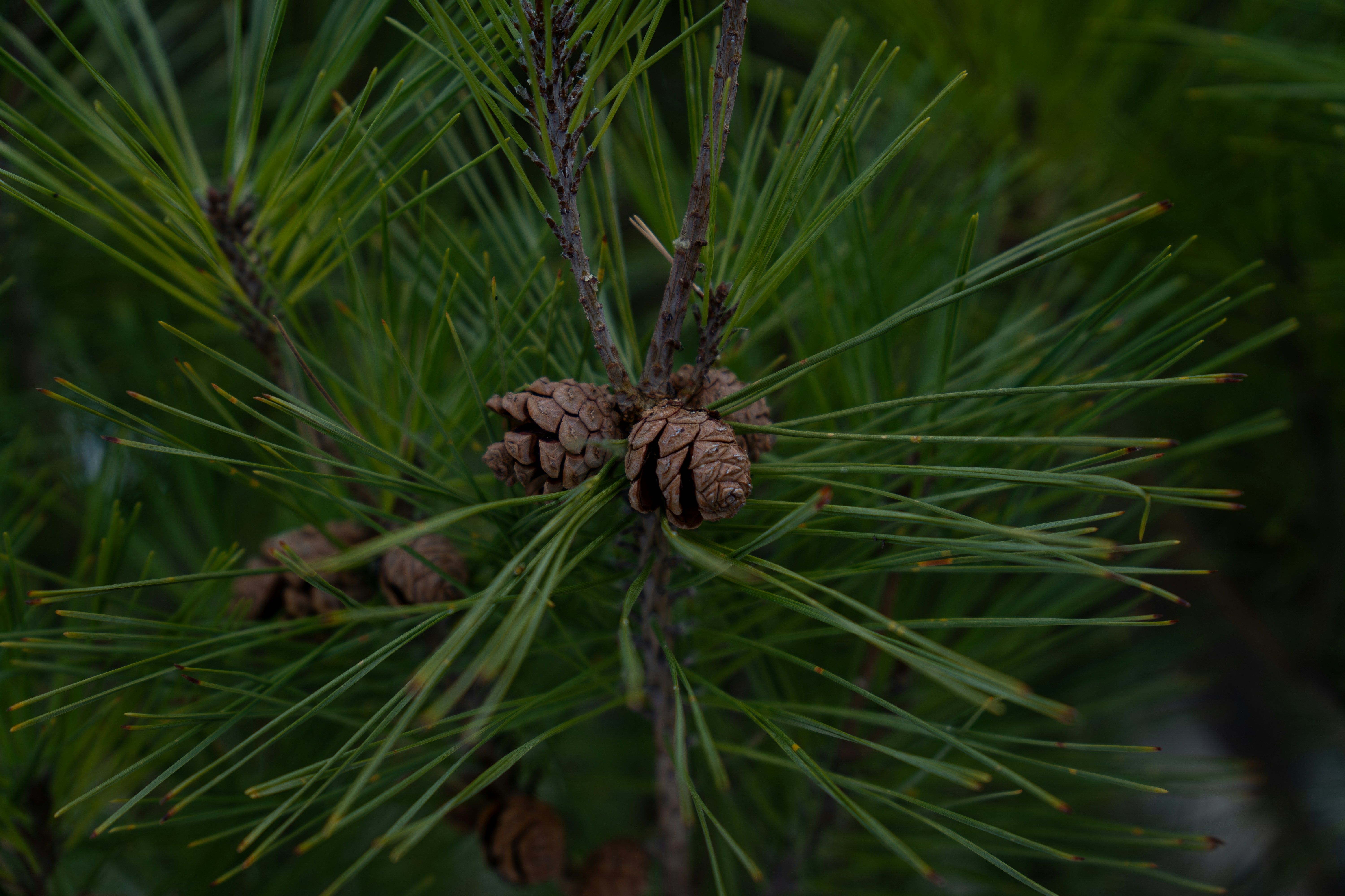 Photo by padraigoflannery