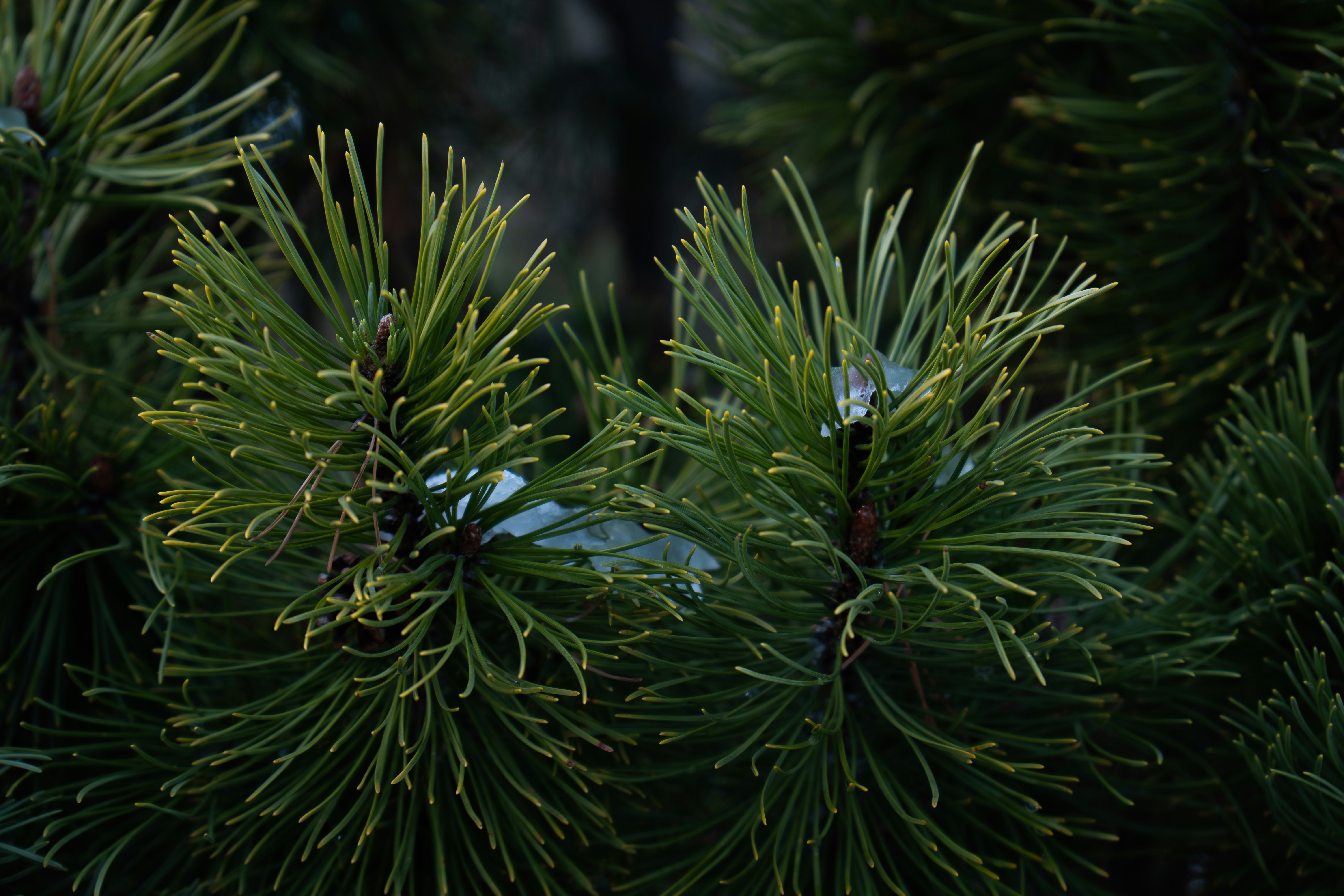 Photo by padraigoflannery