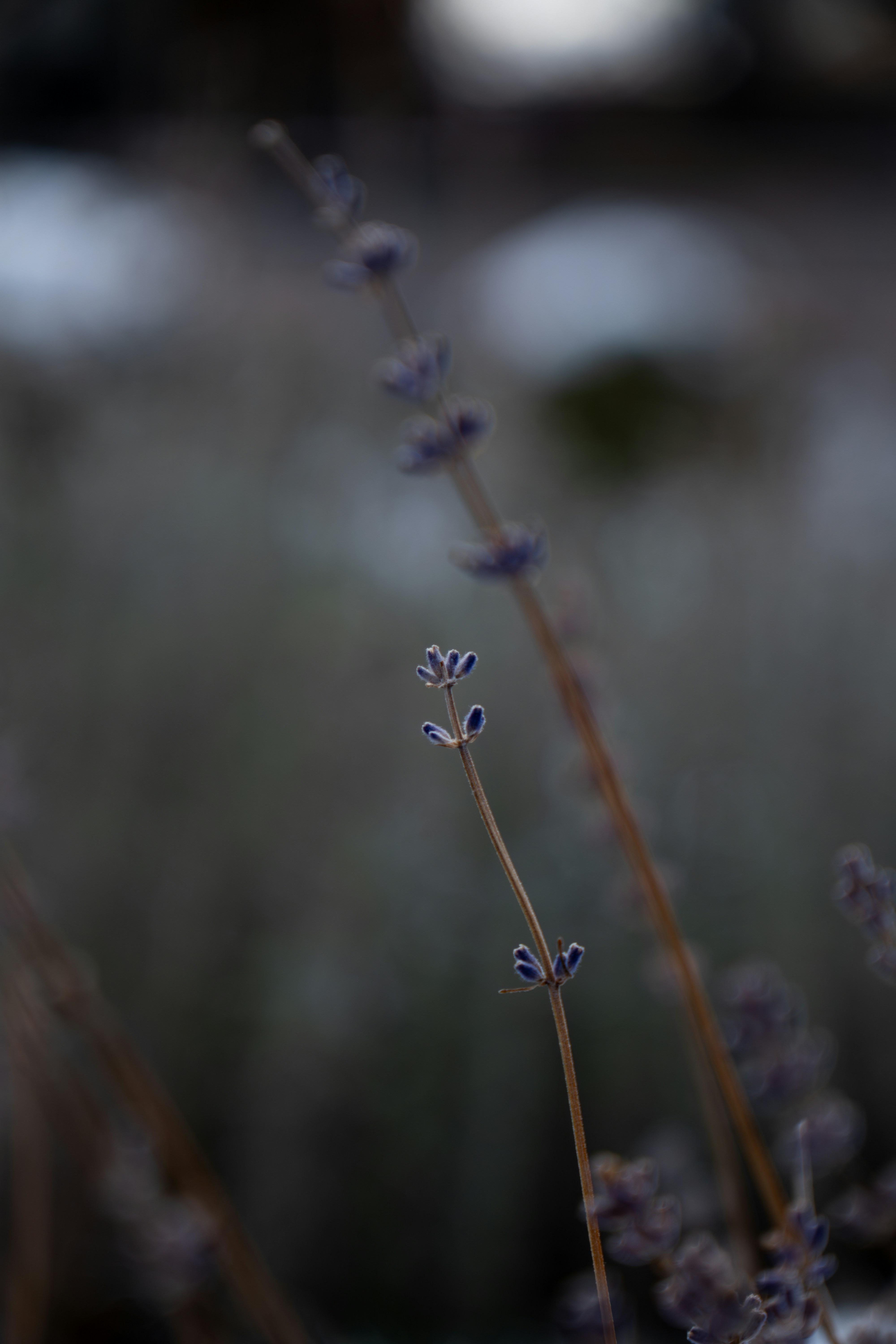 Photo by padraigoflannery