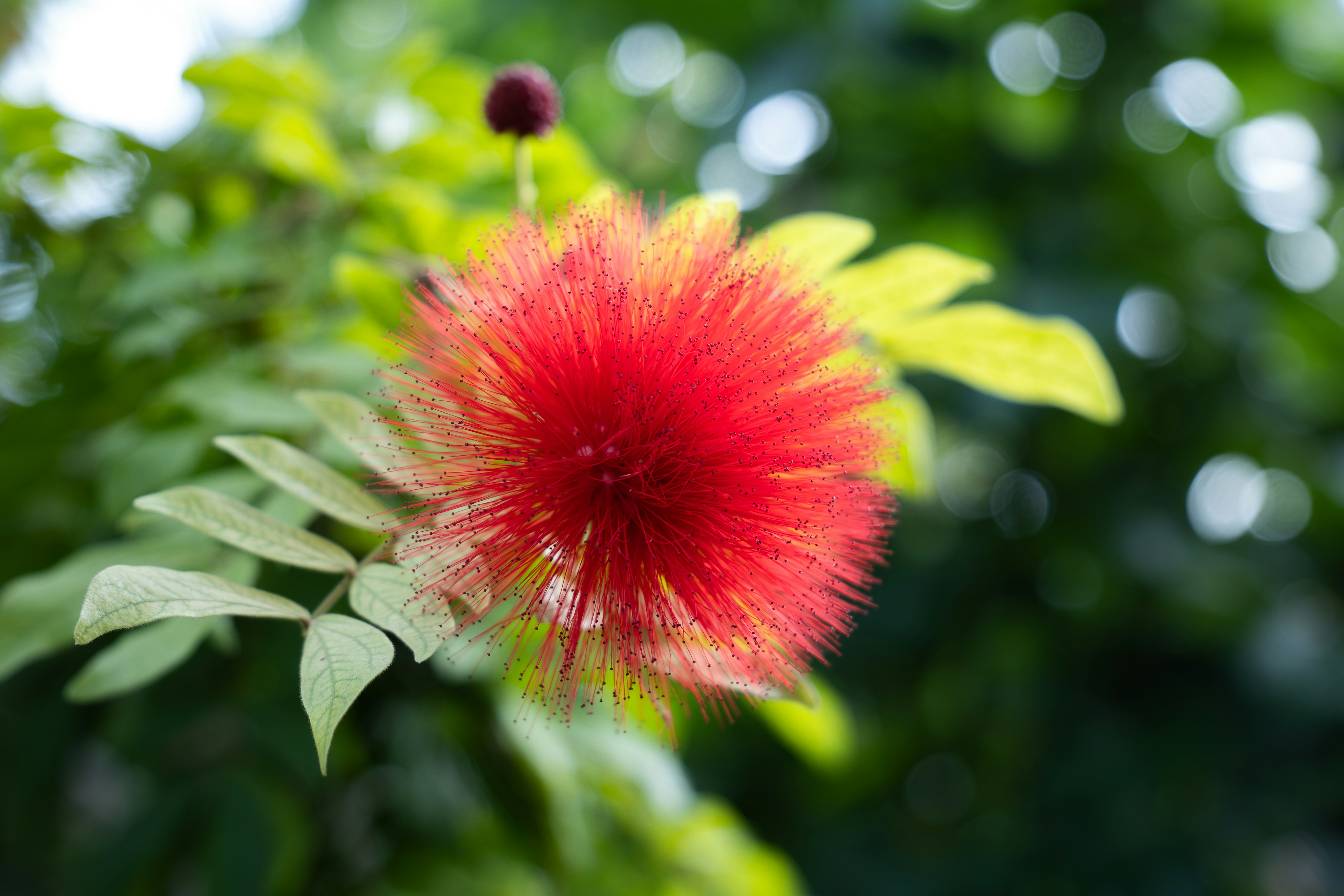 Photo by padraigoflannery