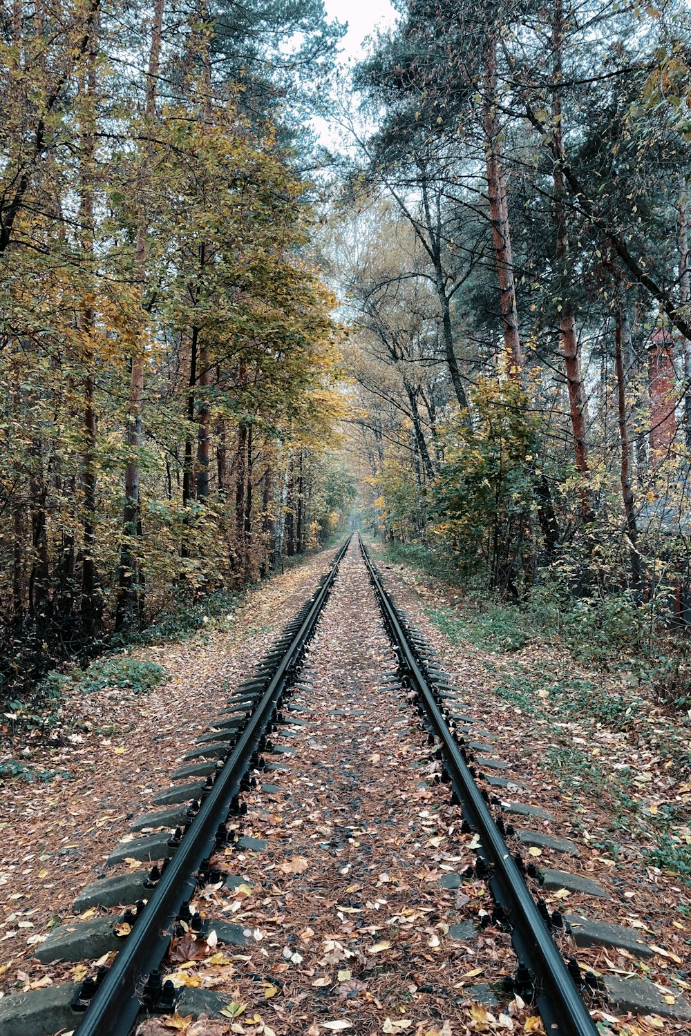 un binario ferroviario in mezzo a una foresta