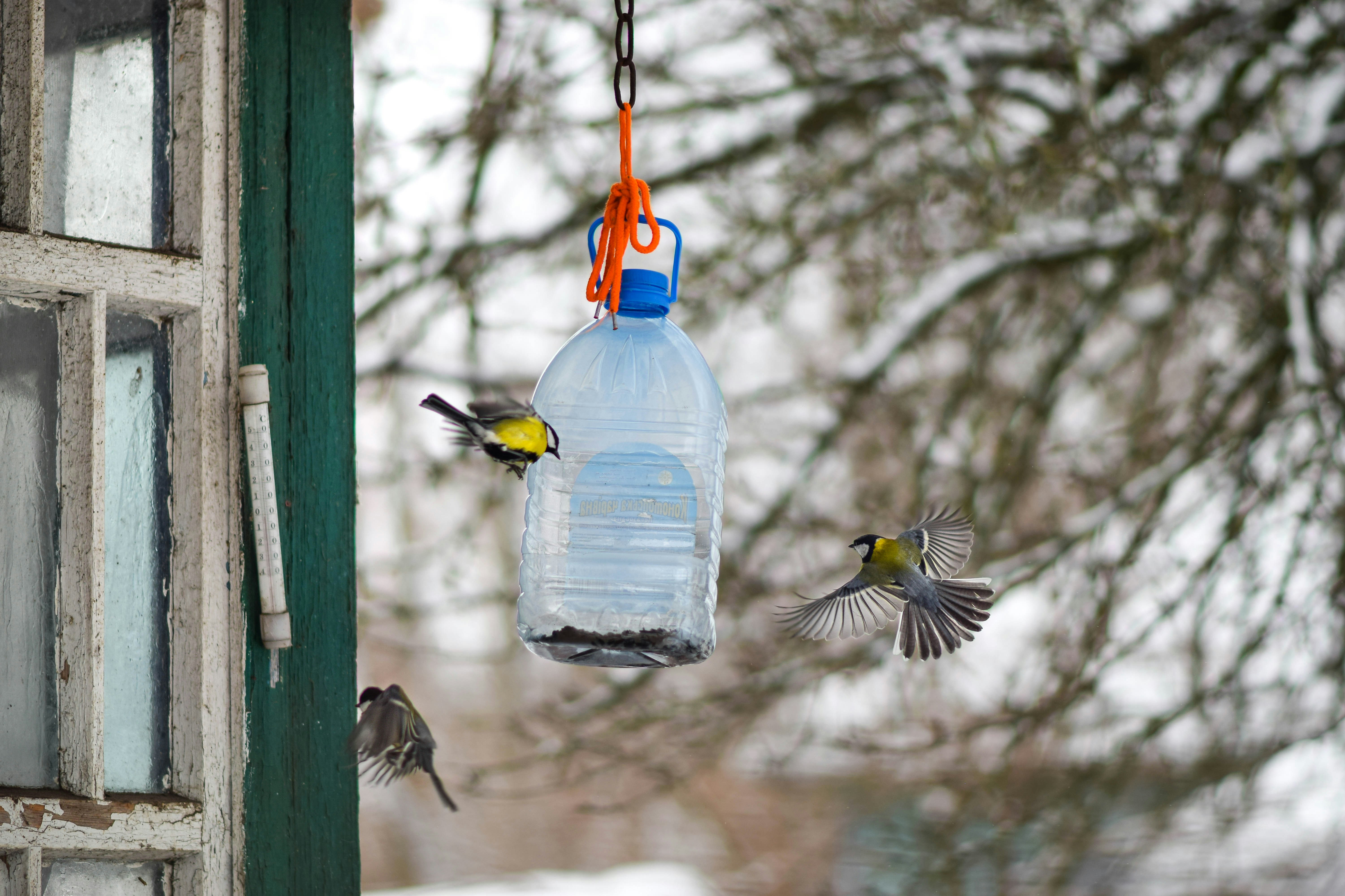 Bird canteen