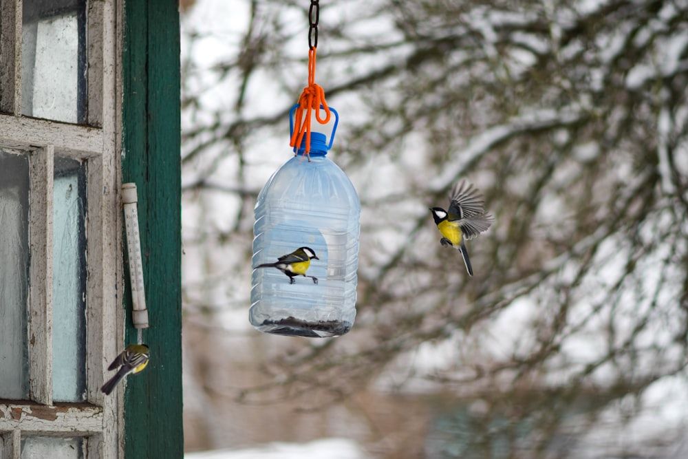 a bird feeder hanging from a window next to a tree