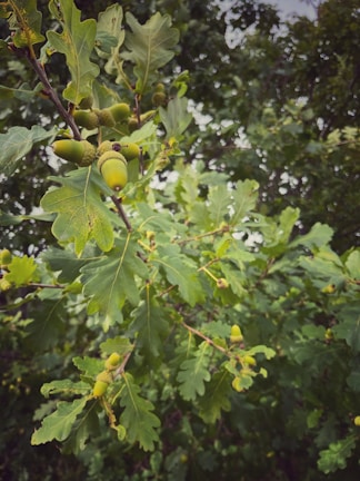 A close-up of a sturdy oak tree symbolizing strength and growth.